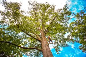 Best Tree Health Inspection  in Pantops, VA